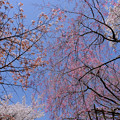 写真: いろいろな桜