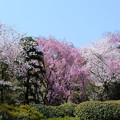 写真: 桜苑
