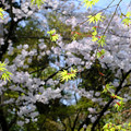 写真: 桜とモミジ