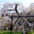 写真: 御所桜