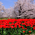 写真: チューリップと桜のコラボ