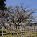 京都御苑の車返桜