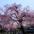 写真: 岡崎公園の枝垂れ