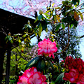 写真: 枝垂れ桜とシャクナゲ