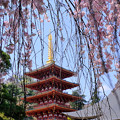 写真: 高幡不動尊の五重塔