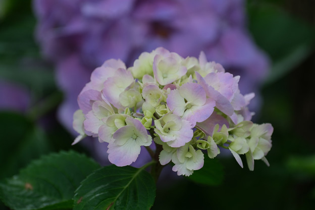 写真: 庭の紫陽花１