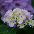 写真: 庭の紫陽花１