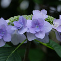 写真: 庭の紫陽花２
