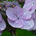 写真: 庭の紫陽花５