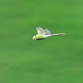 写真: ギンヤンマの飛翔１
