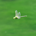 写真: ギンヤンマの飛翔２