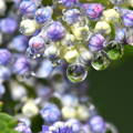 写真: 紫陽花水滴 2