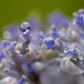 写真: 紫陽花水滴 ３