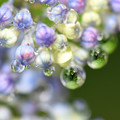 写真: 紫陽花水滴６