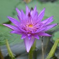 写真: 熱帯睡蓮紫
