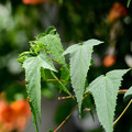 写真: タイタンビカスの葉っぱはこれ