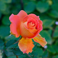 写真: 庭園のバラ１