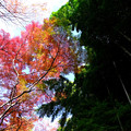 写真: 竹林と紅葉2