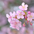 写真: 河津桜満開近し