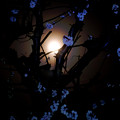 写真: 豊後梅に満月