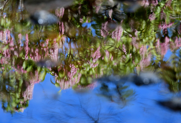 写真: 水に映るアケボノアセビ