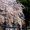写真: 桜散る散る１