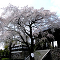写真: 桜散る散る２