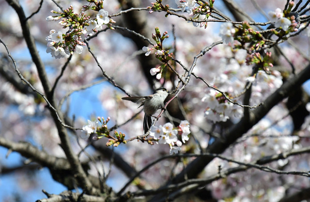 写真: 桜エナガ4