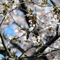 写真: 桜エナガ4