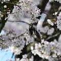 写真: 桜エナガ７