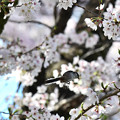 写真: 桜エナガ9