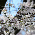 写真: 桜エナガ１