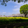 写真: 菜の花桜