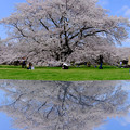 写真: 桜リフレクション2
