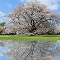 写真: 桜リフレクション１