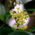 写真: 【参考】ウスギモクセイの花