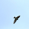 写真: ツバメの飛翔1