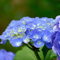 写真: 爽やか紫陽花
