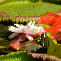 写真: パラグアイオニバスの花