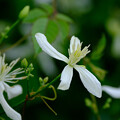 写真: 参考　センニンソウの花（夏）