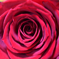 写真: 深紅のバラ