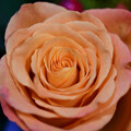 写真: アプリコット色のバラ