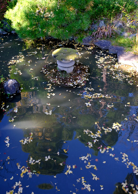写真: 7銀杏散る池