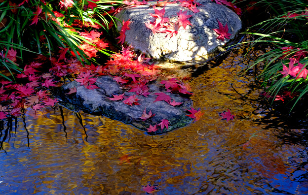 落ち紅葉と水面の黄色