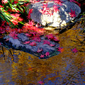 写真: 落ち紅葉と水面の黄色