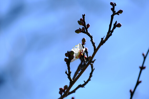 写真: 白梅１は開花