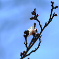 写真: 白梅１は開花