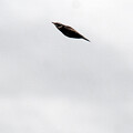写真: ツグミの飛翔