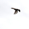 写真: ツグミの飛翔２