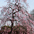 写真: 枝垂れ梅のお出迎え
